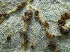 Habitus