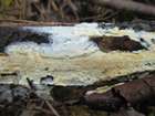 Habitus