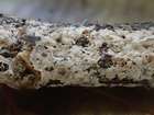 Habitus