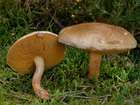 Habitus