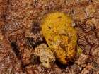 Habitus