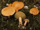Habitus