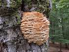 Habitus