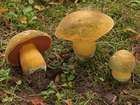 Habitus