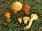 Habitus