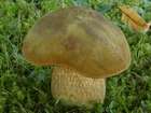 Habitus
